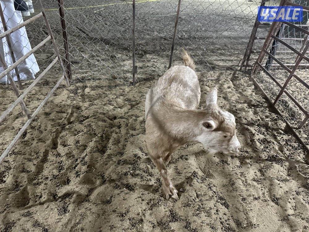 للبيع تشيكيات4