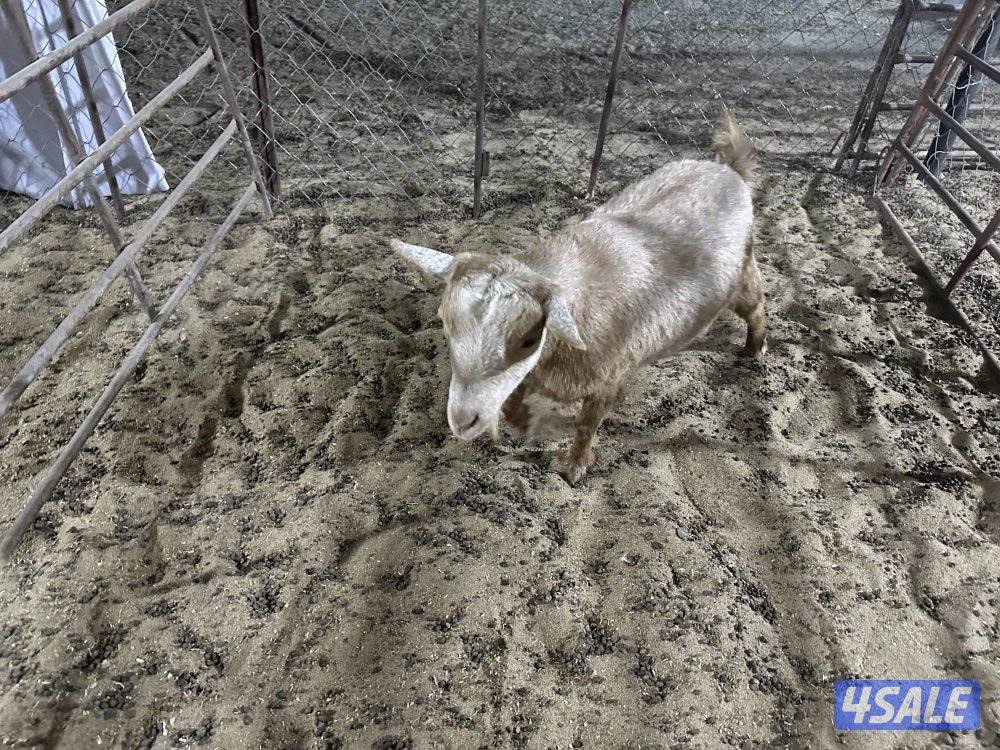 للبيع تشيكيات5