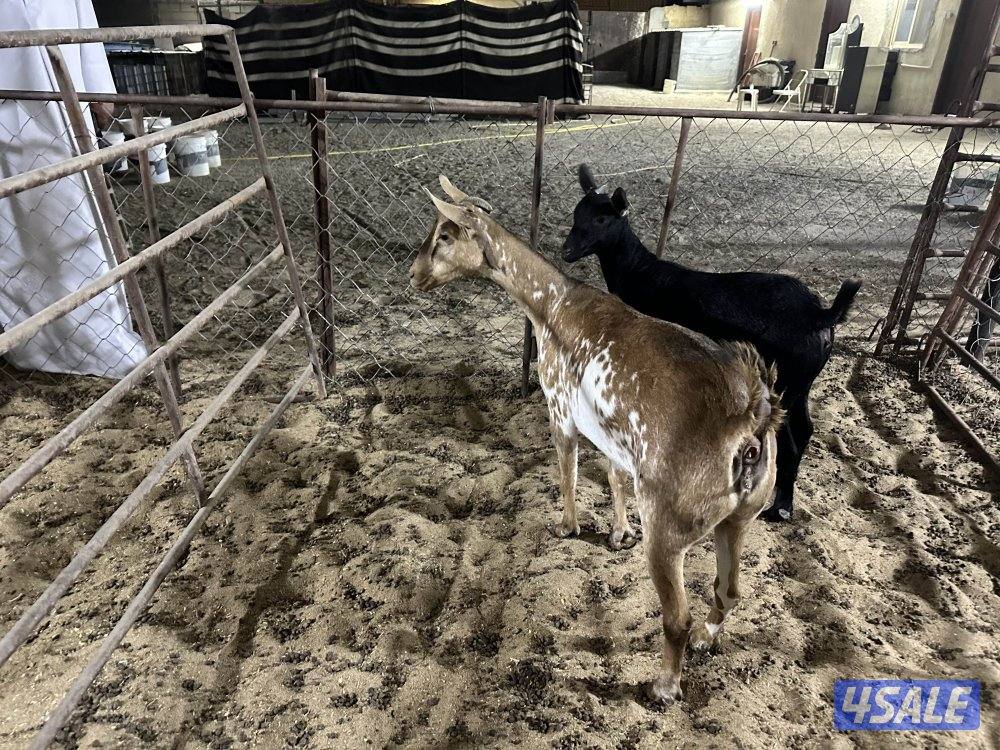 للبيع تشيكيات6