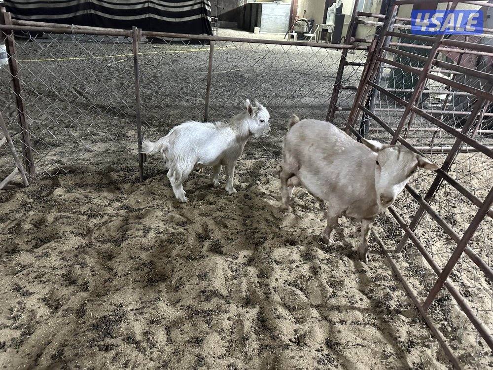 للبيع تشيكيات7