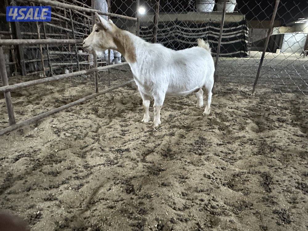 للبيع تشيكيات8