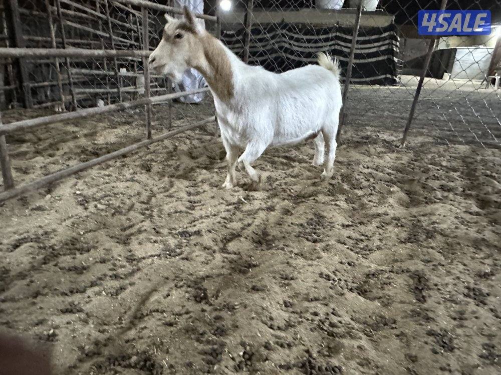 للبيع تشيكيات9