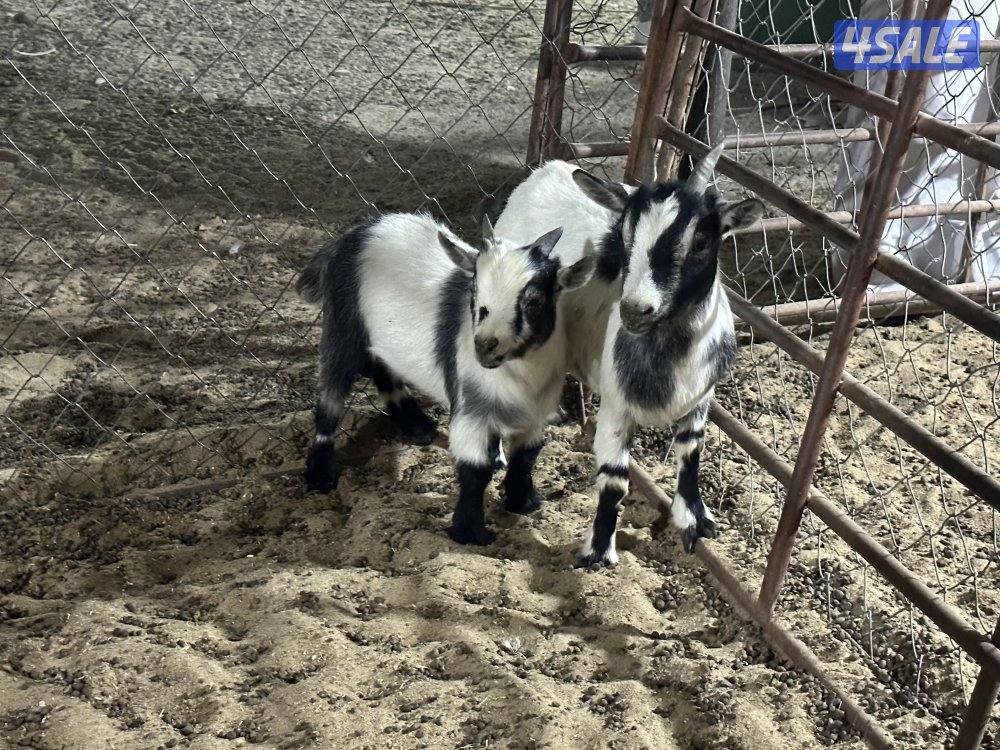 للبيع تشيكيات10