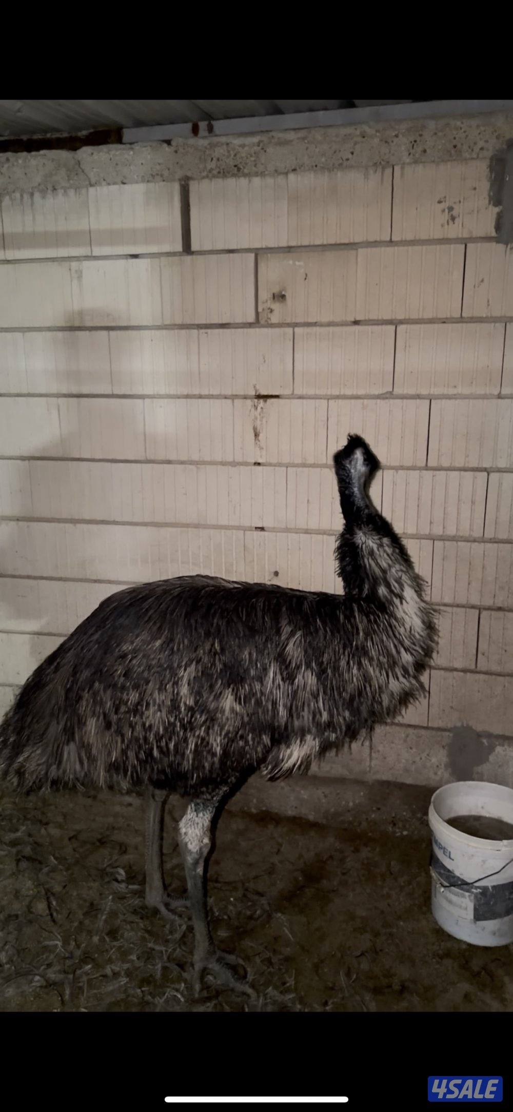 للبيع نعام ايمو0