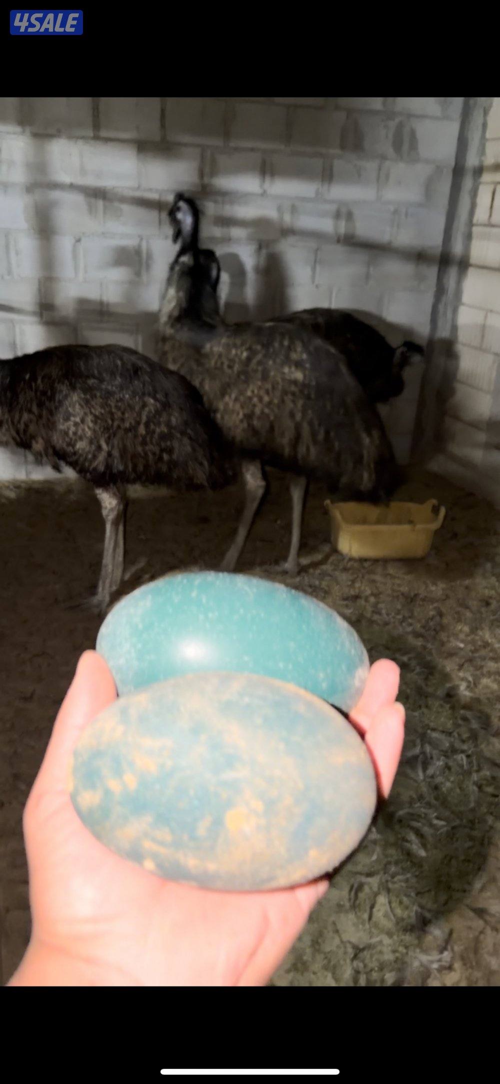 للبيع نعام ايمو1