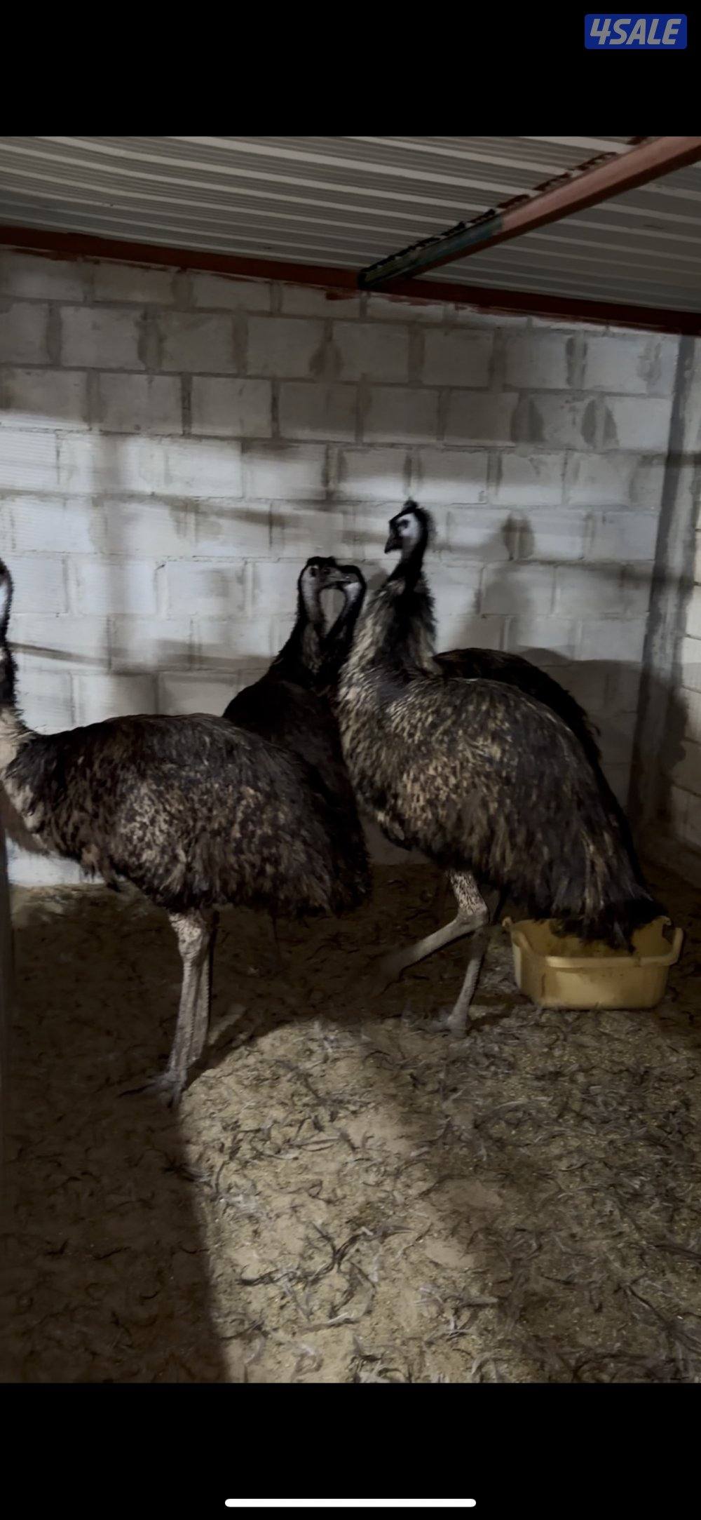 للبيع نعام ايمو2