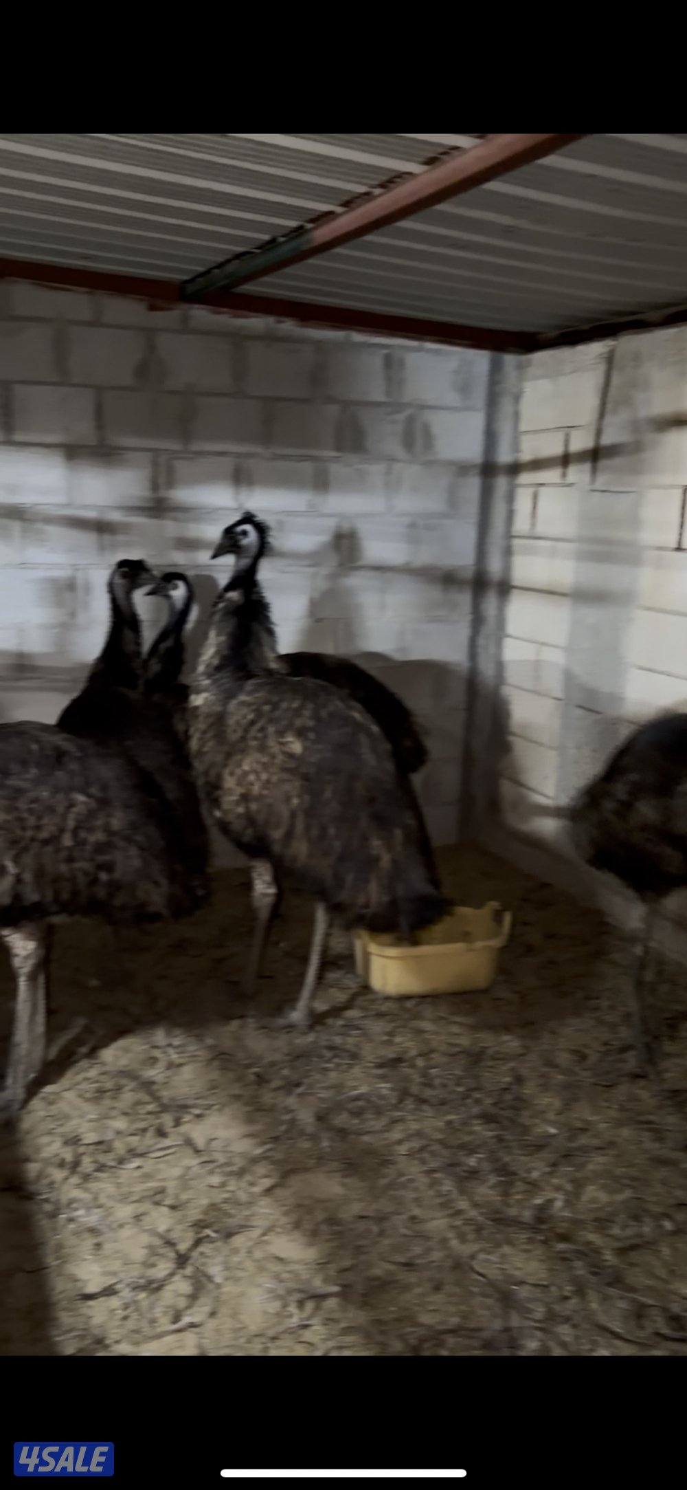 للبيع نعام ايمو3