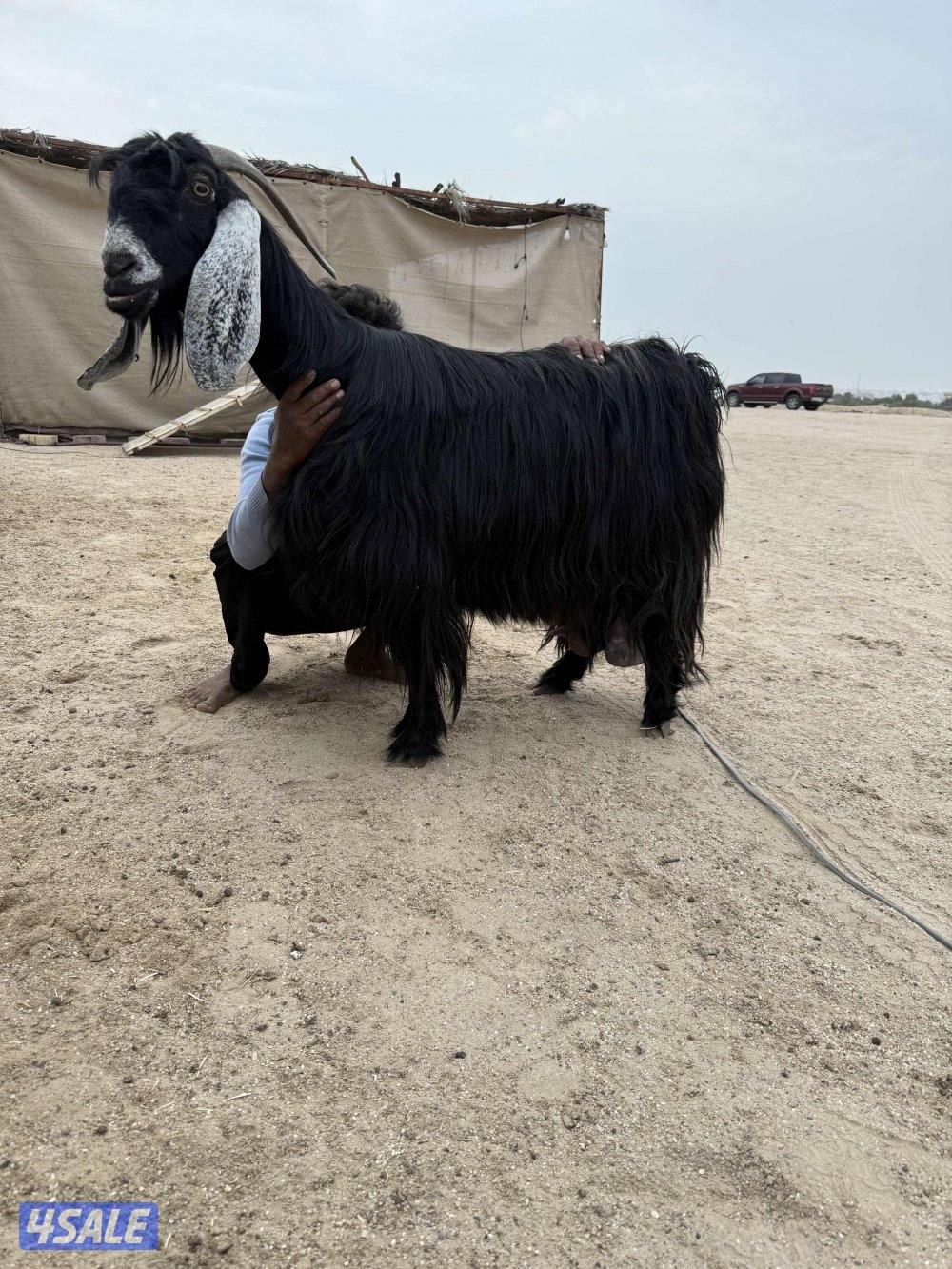 ✨للبيع عنز حليب✨1