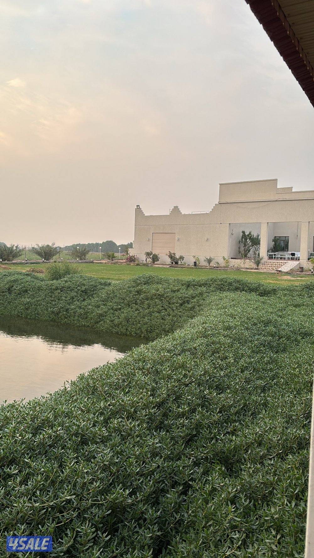 العبدلي متوفر رأس السنة مزرعة VIP12