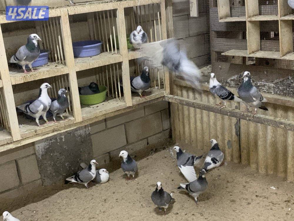 ازواج زاجل قنادي وبرق مع فروخهم10