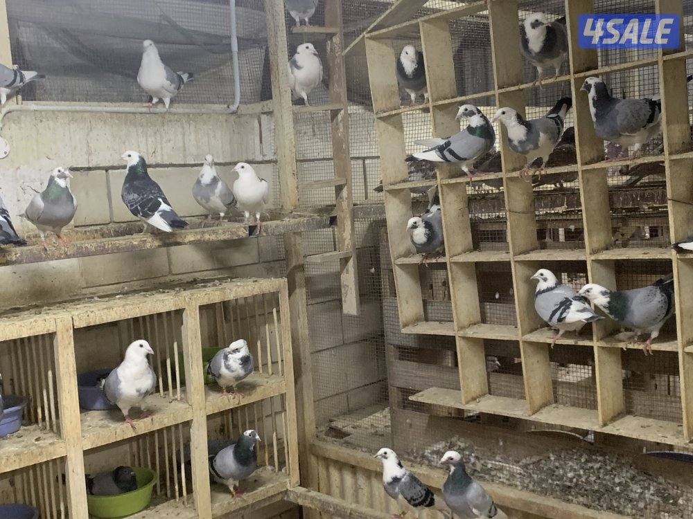 ازواج زاجل قنادي وبرق مع فروخهم14