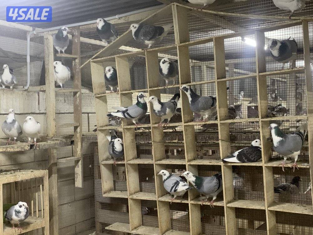 ازواج زاجل قنادي وبرق مع فروخهم5