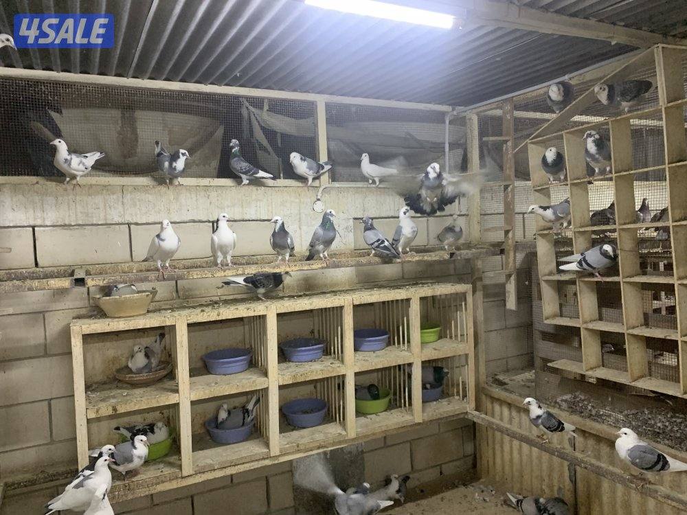 ازواج زاجل قنادي وبرق مع فروخهم2