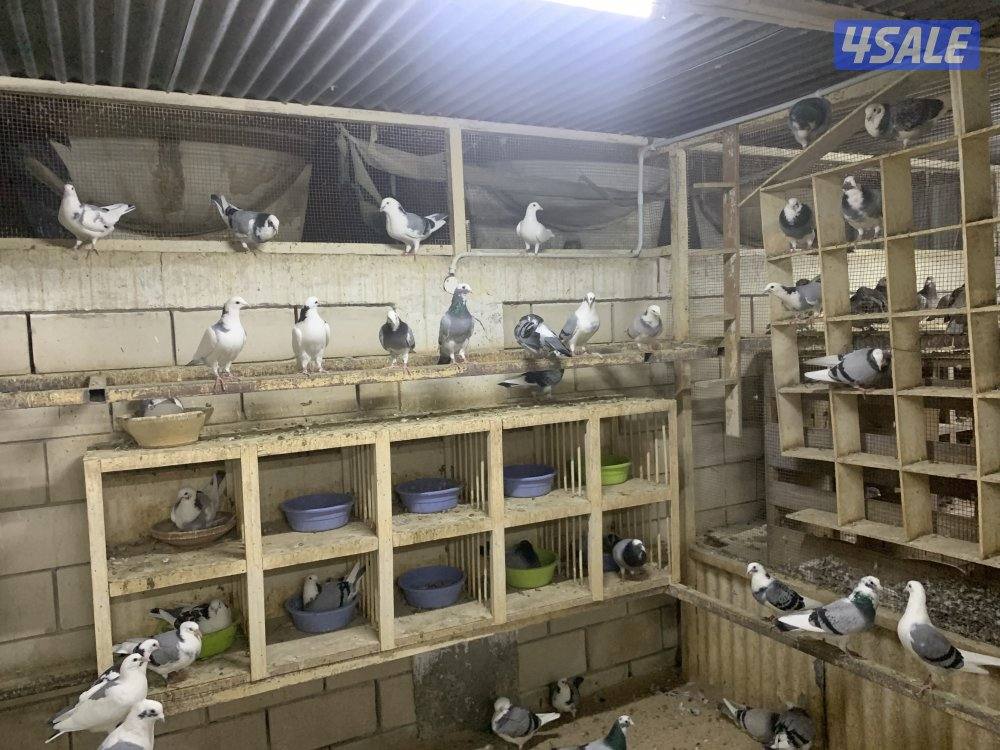 ازواج زاجل قنادي وبرق مع فروخهم3