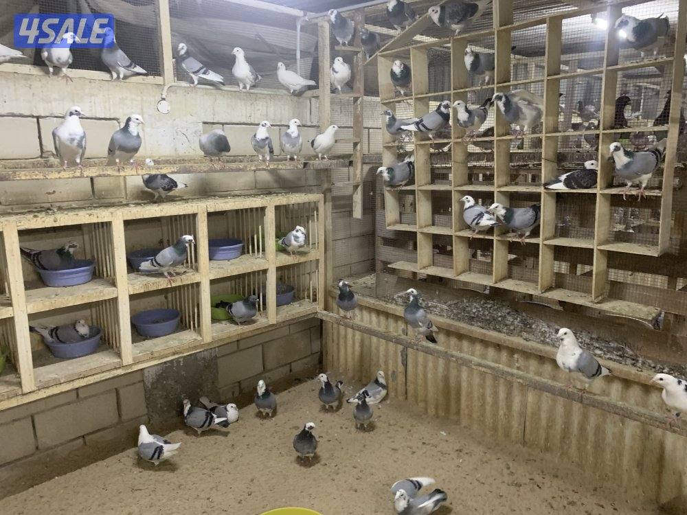 ازواج زاجل قنادي وبرق مع فروخهم0