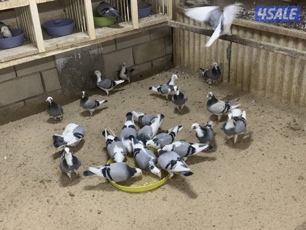 ازواج زاجل قنادي وبرق مع فروخهم4