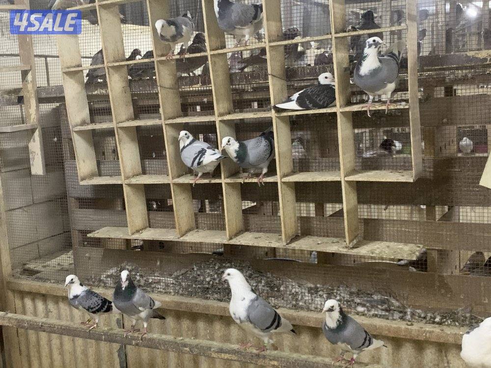 ازواج زاجل قنادي وبرق مع فروخهم6