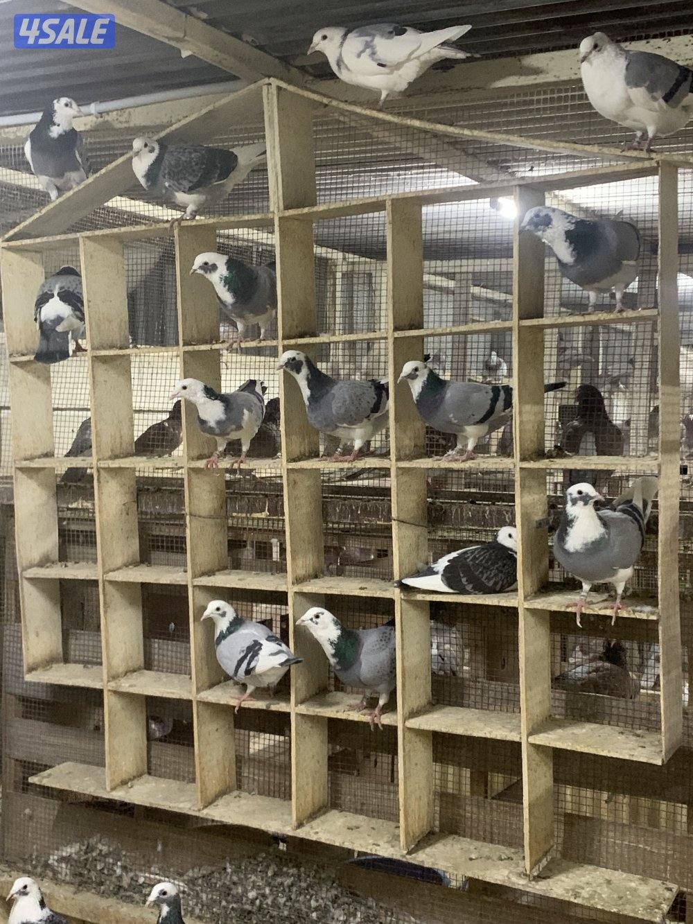 ازواج زاجل قنادي وبرق مع فروخهم7