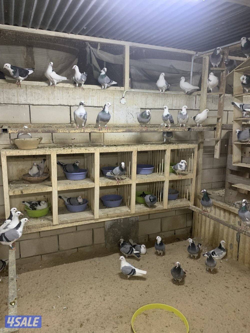 ازواج زاجل قنادي وبرق مع فروخهم8