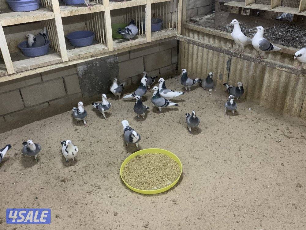 ازواج زاجل قنادي وبرق مع فروخهم11