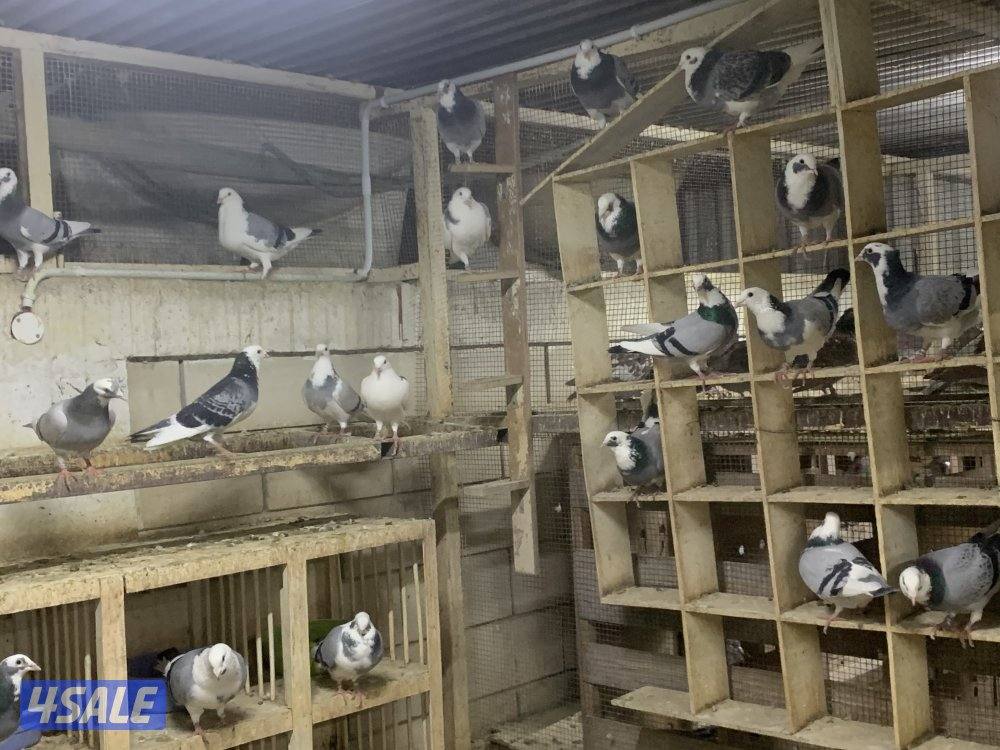 ازواج زاجل قنادي وبرق مع فروخهم12