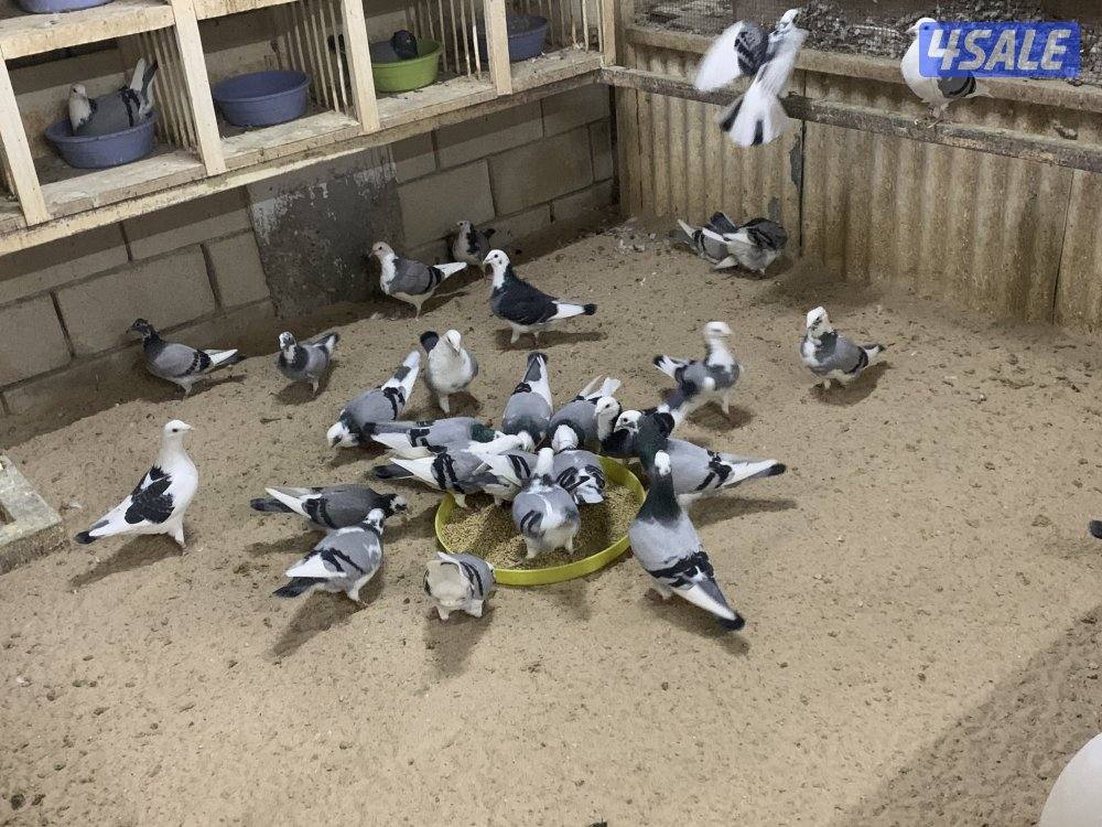 ازواج زاجل قنادي وبرق مع فروخهم1