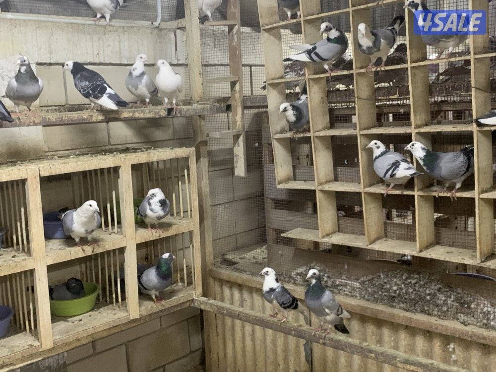 ازواج زاجل قنادي وبرق مع فروخهم13