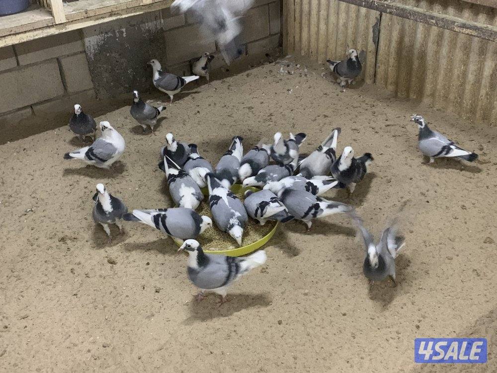 ازواج زاجل قنادي وبرق مع فروخهم9