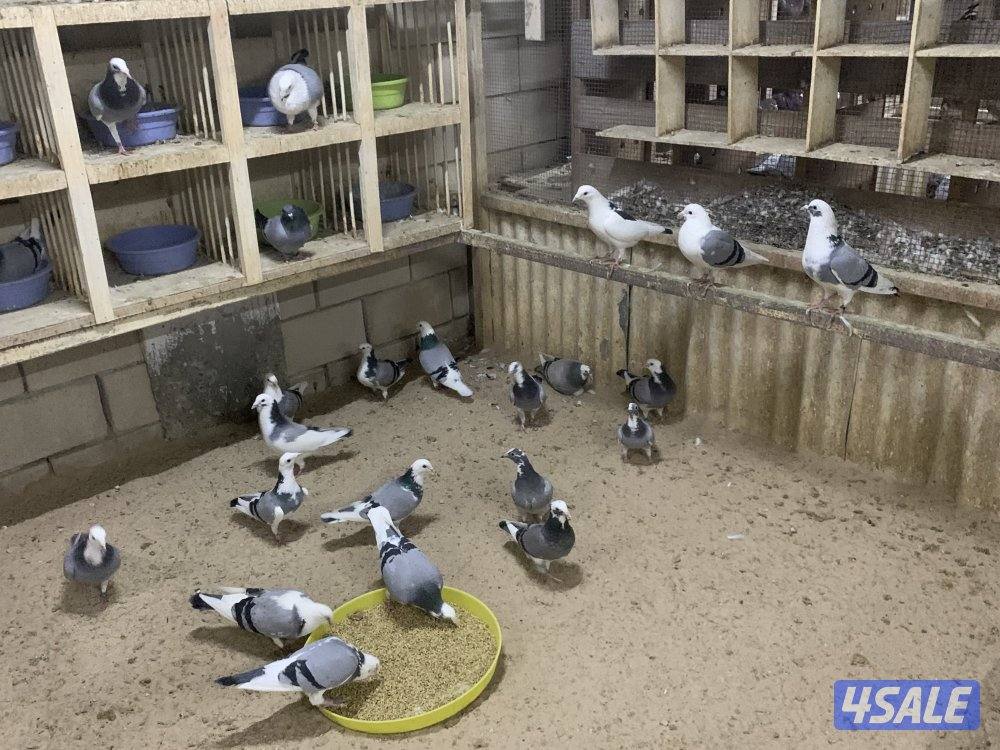 ازواج زاجل قنادي وبرق مع فروخهم15