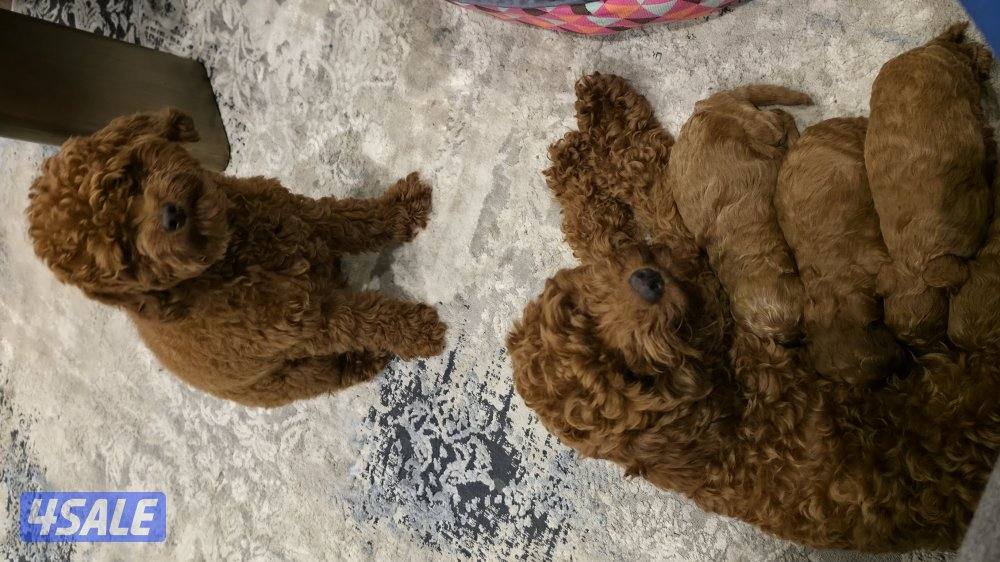 للبيع كوريان توي بودل مستوى عالي0