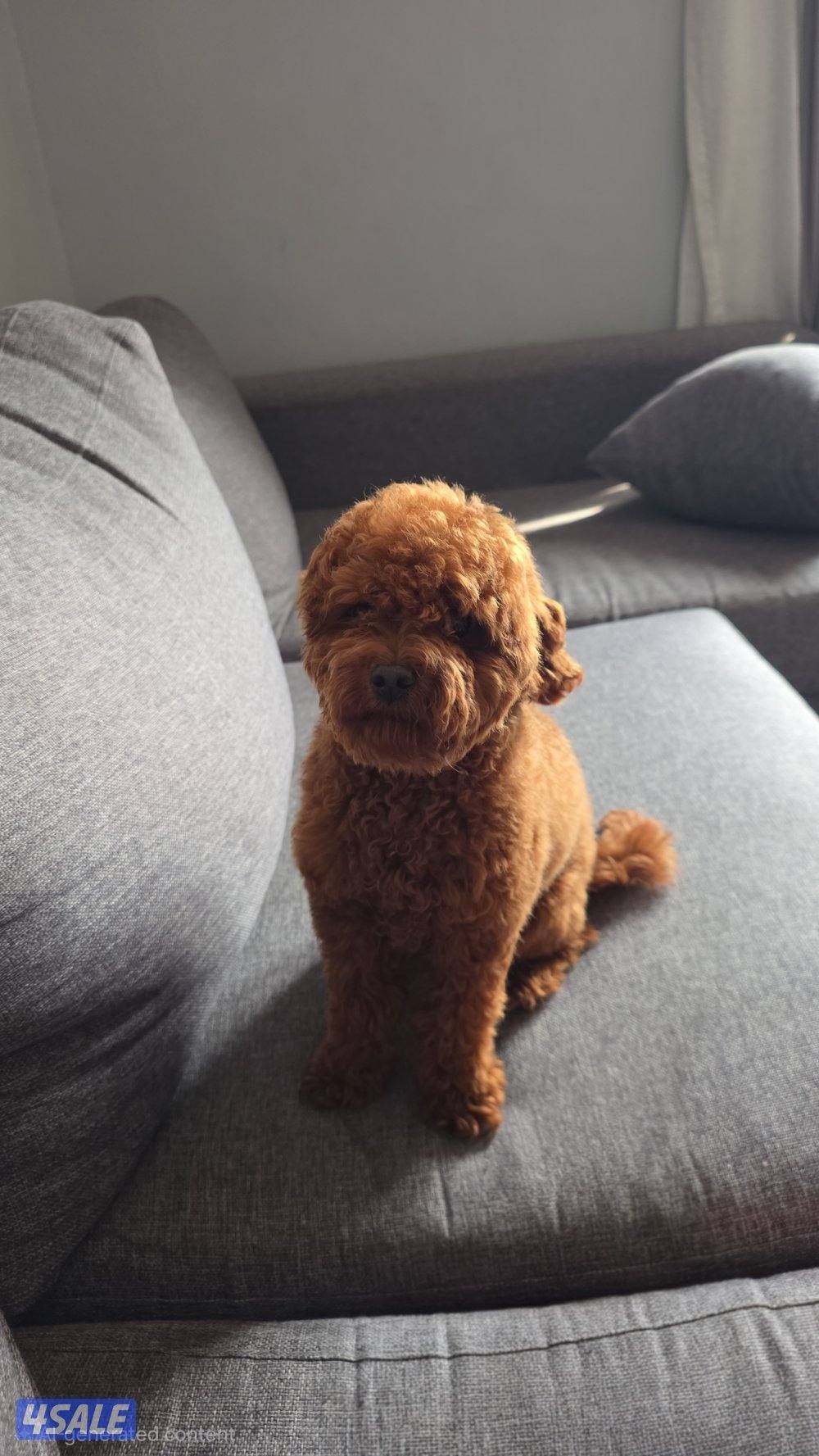 للبيع كوريان توي بودل مستوى عالي1