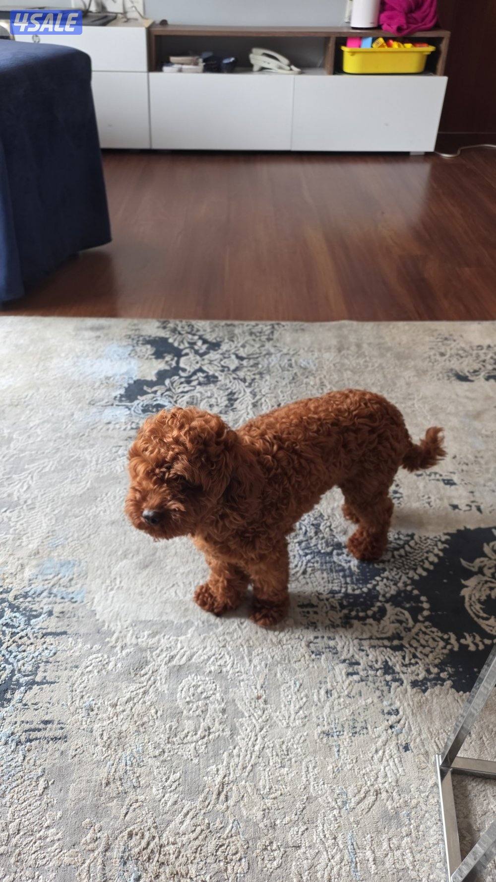 للبيع كوريان توي بودل مستوى عالي2