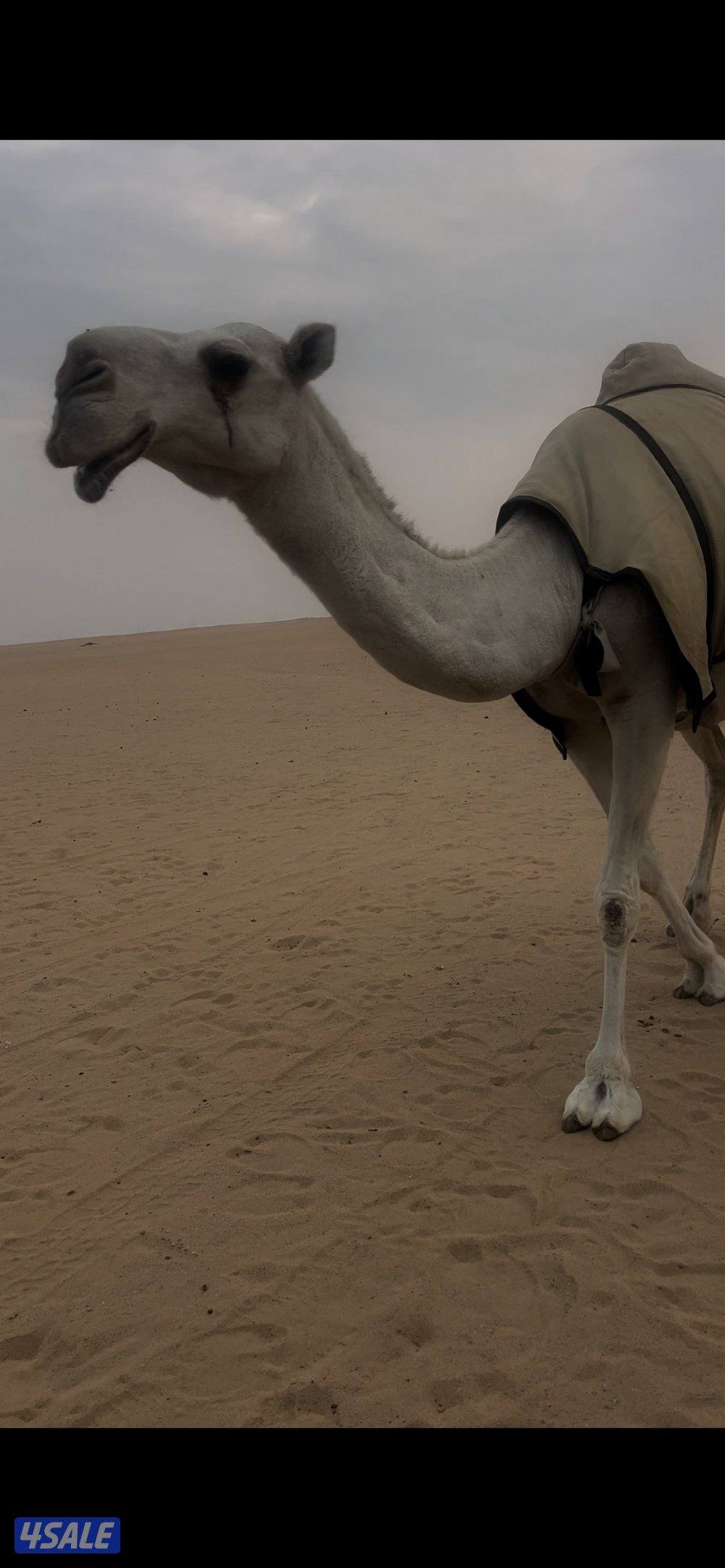 البيع لقحه على ولاد مضربه على بعير طيب ومنتج سرط سلم وصحى1