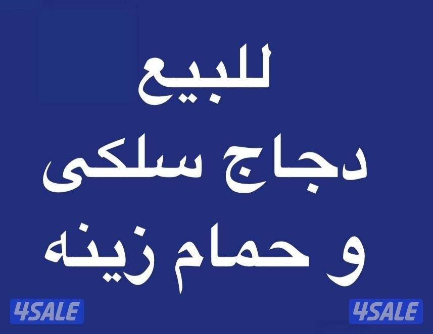 دجاج زينه سلكي0