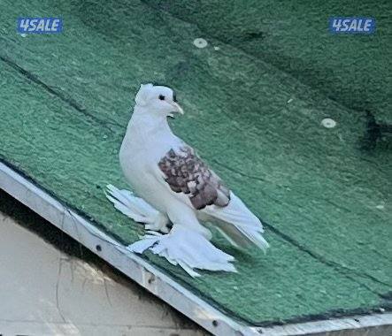 دجاج زينه سلكي2