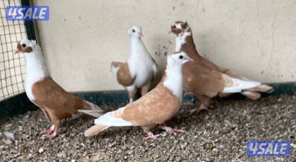 دجاج زينه سلكي1