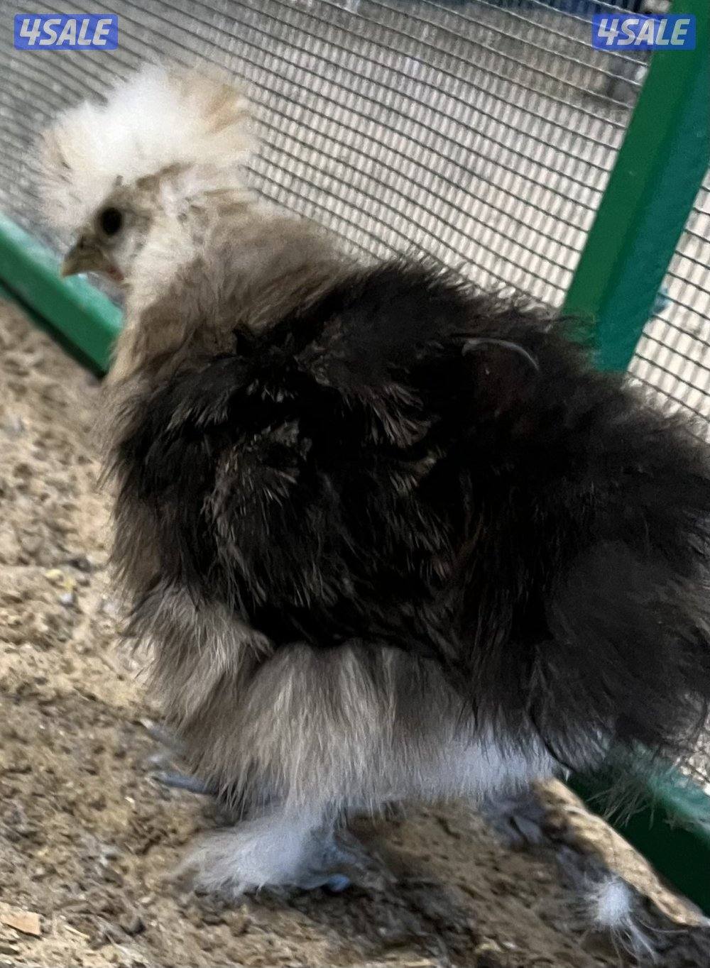 دجاج زينه سلكي4