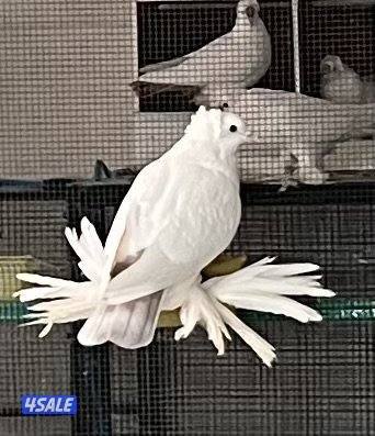 دجاج زينه سلكي3