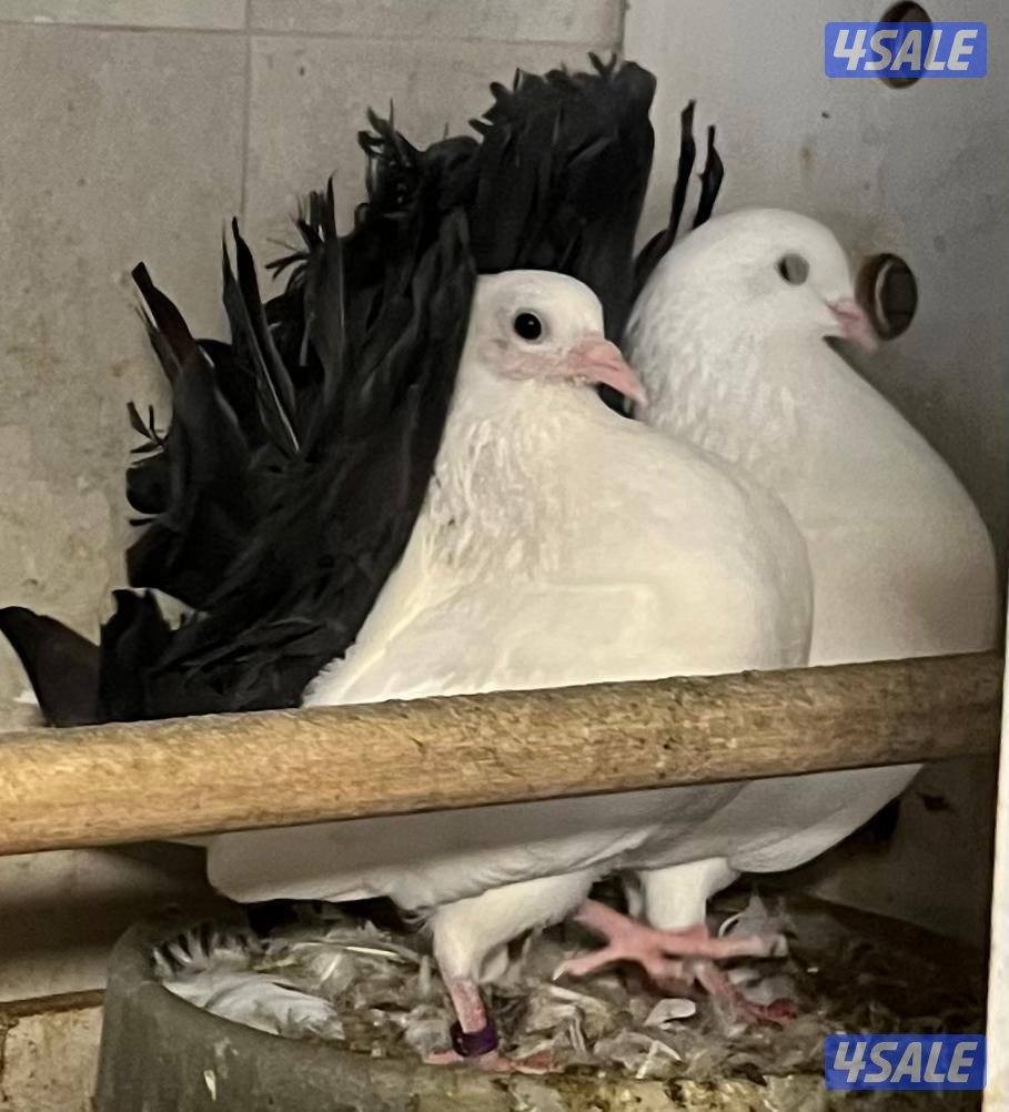 دجاج زينه سلكي5