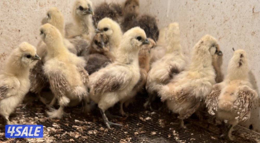 دجاج زينه سلكي6