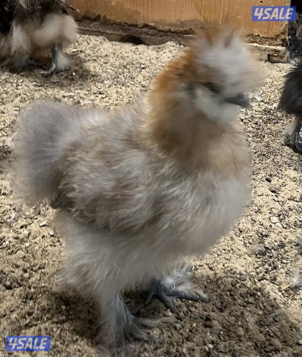 دجاج زينه سلكي7