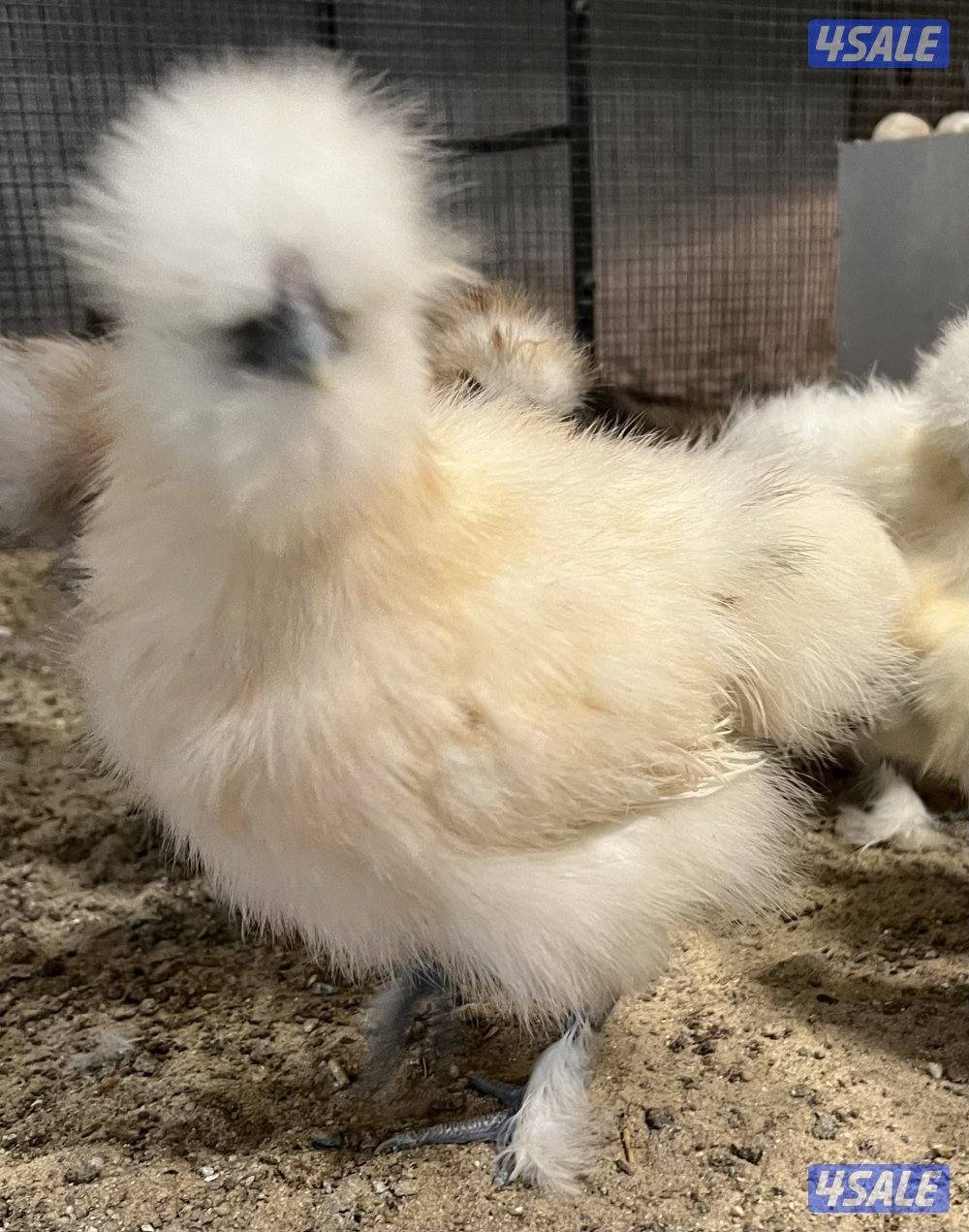 دجاج زينه سلكي8