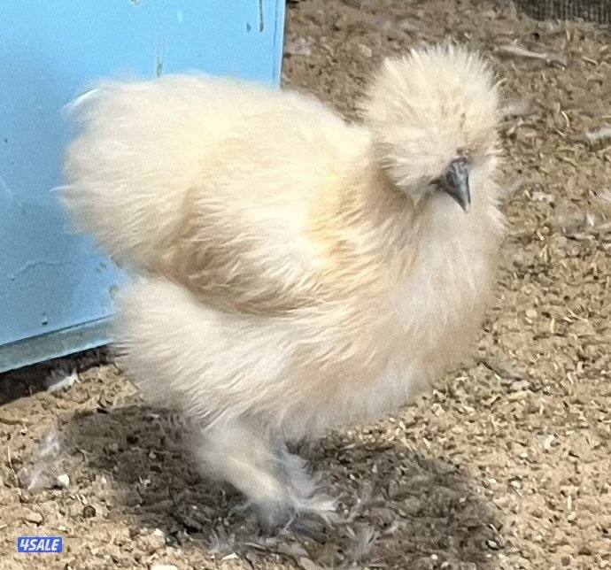 دجاج زينه سلكي10