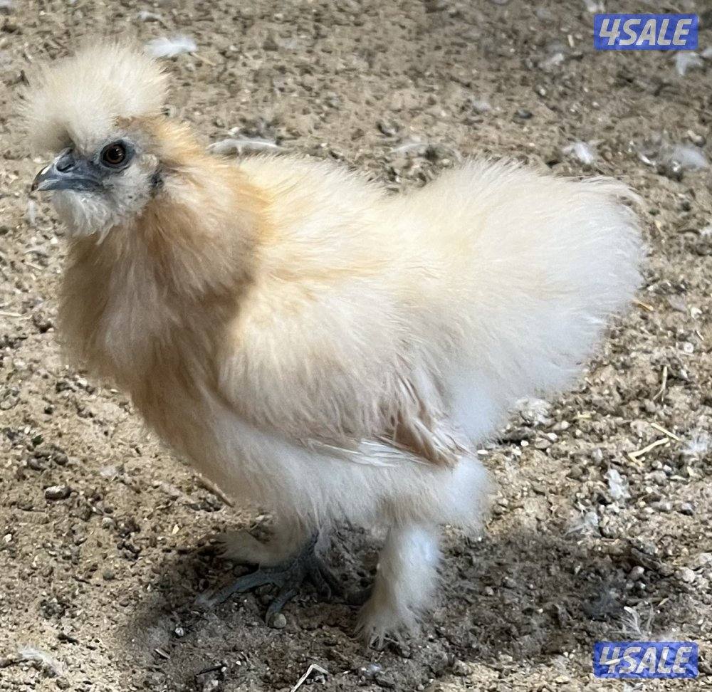 دجاج زينه سلكي9