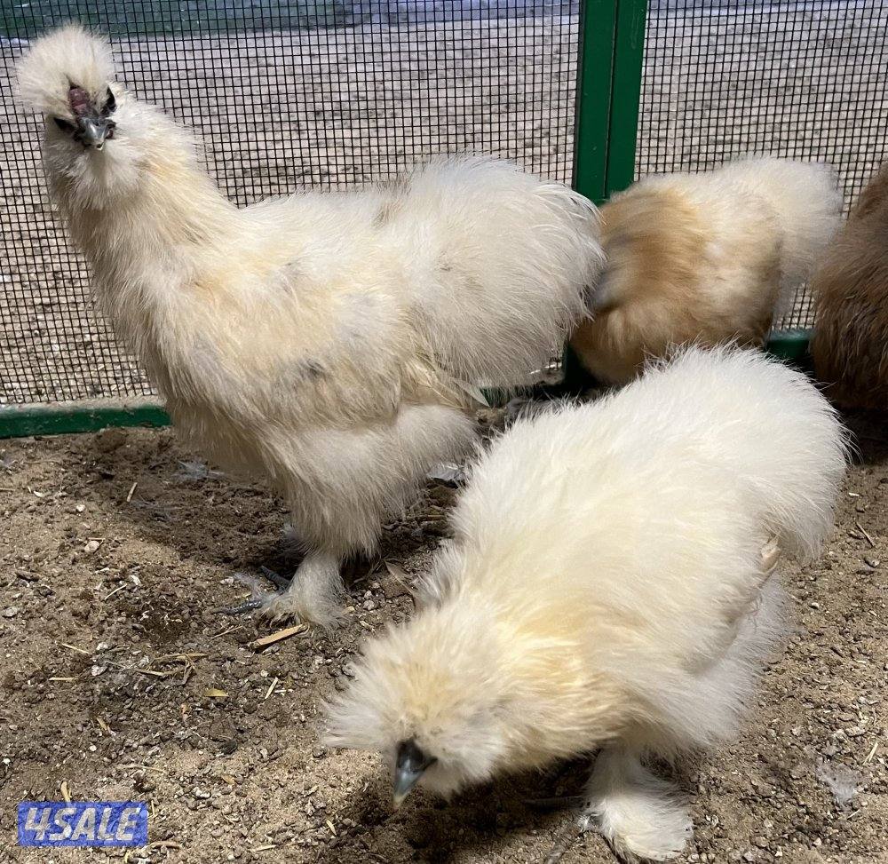 دجاج زينه سلكي12