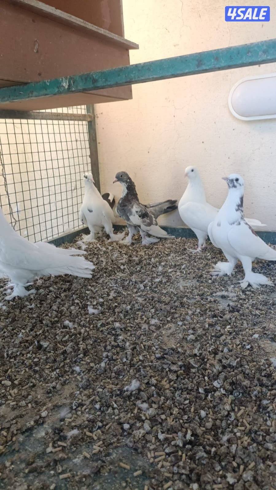 دجاج زينه سلكي11