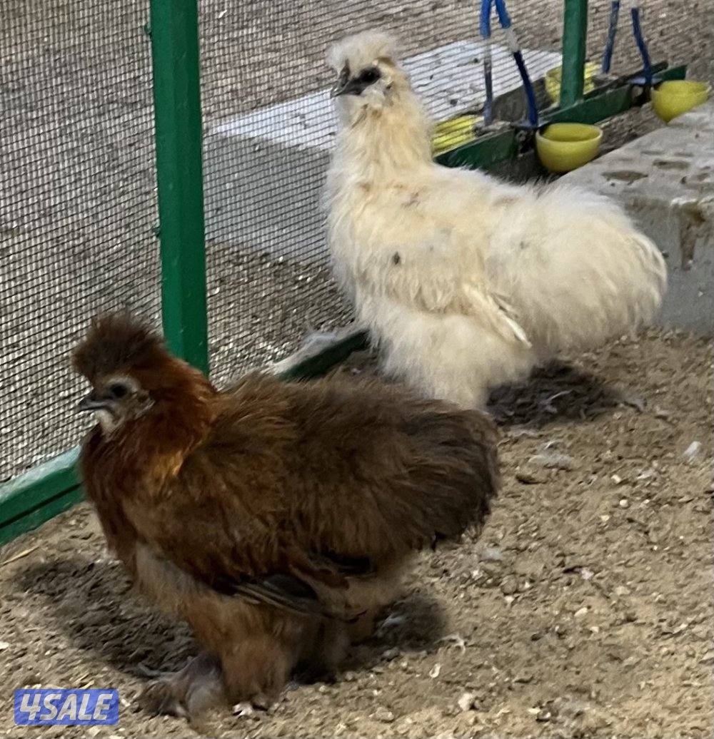 دجاج زينه سلكي13