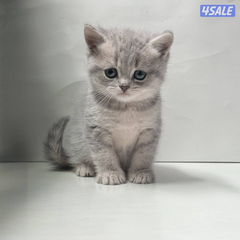 كتنز سكوتش 🐈⬛💙1