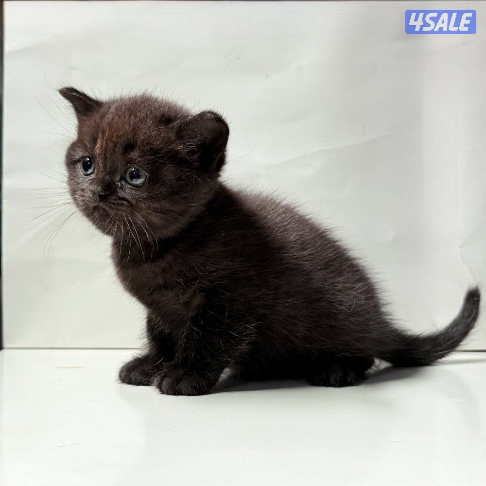 كتنز سكوتش 🐈⬛💙2