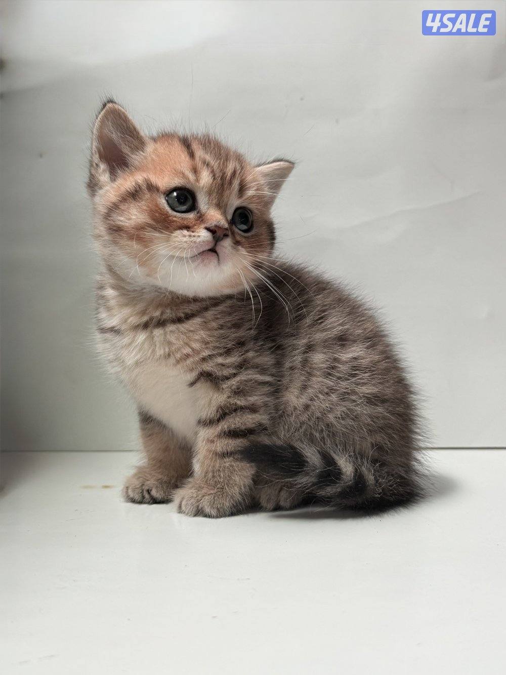 كتنز سكوتش 🐈⬛💙3